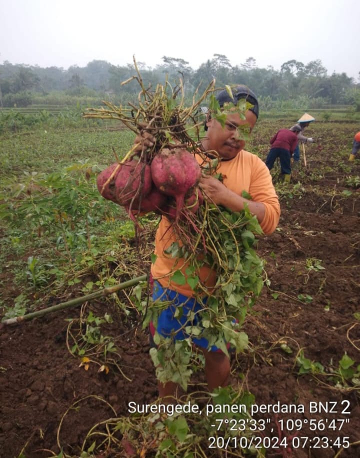 Panen Perdana Ubi Jalar Varietas BNZ2