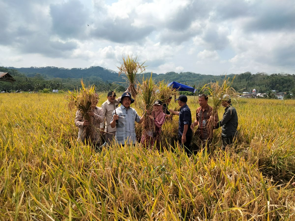 PANEN PADI HASIL SL TEMATIK GAPOKTAN PERMATA