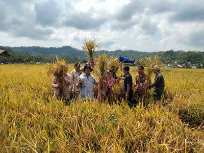 PANEN PADI HASIL SL TEMATIK GAPOKTAN PERMATA
