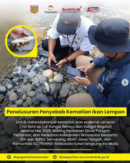 Penelusuran Penyebab Kematian Ikan "LEMPON"